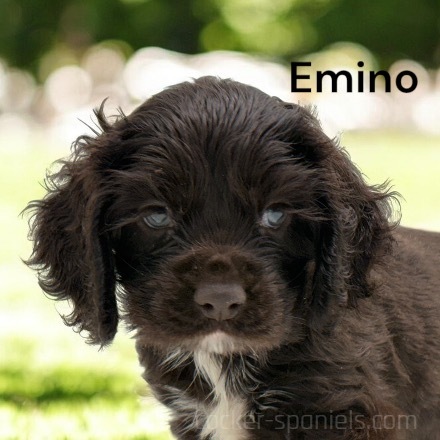 puppy, for, sale, Cocker Spaniel, Joe & Cherri  Overlease, dog, breeder, Miller, MO, dog-breeder, puppy-for-sale, forsale, nearby, find, puppyfind, locator, puppylocator, aca